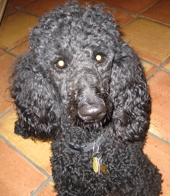 Sadie